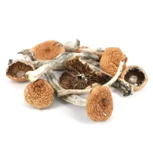 Mazatapec Mushroom