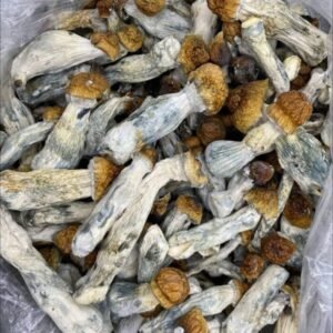 Golden teacher mushrooms